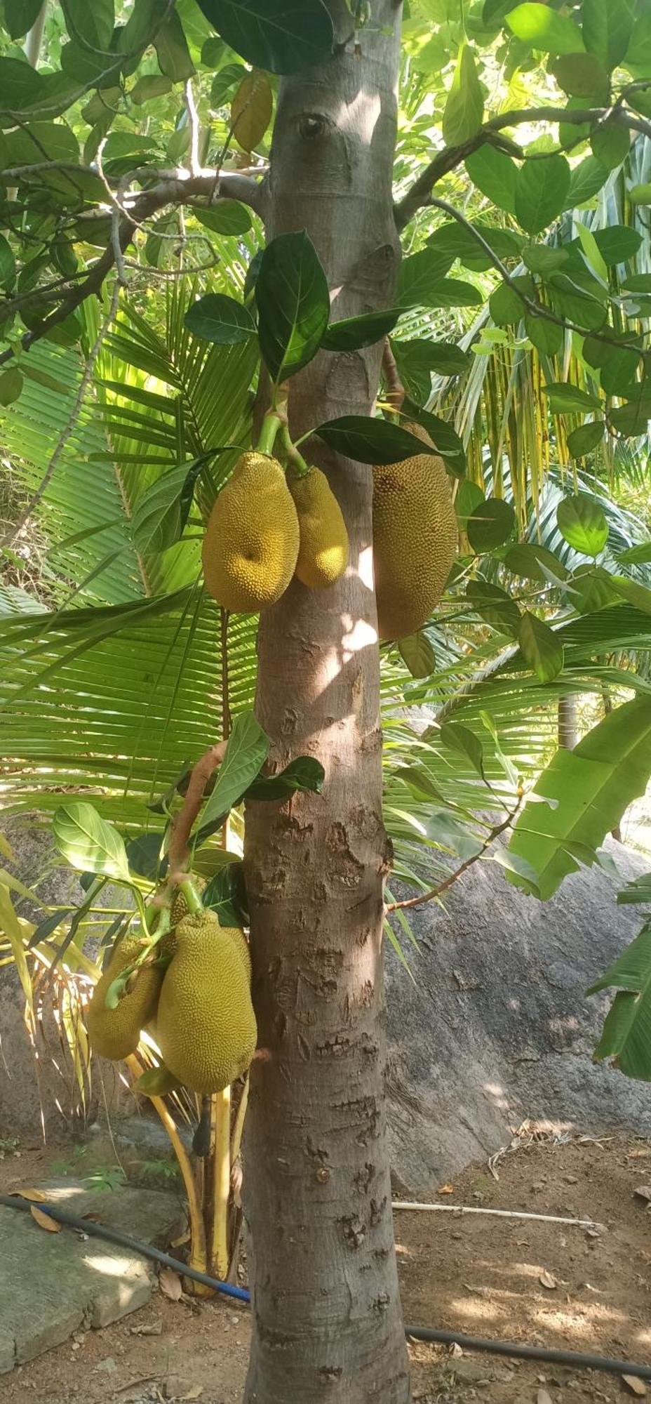 Gopi Plantation Homestay ハンピ エクステリア 写真